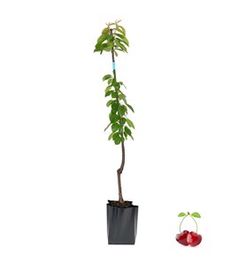 NAPOLYON KİRAZ FİDAN