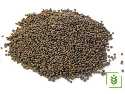 MACAR Fİ TOHUMU 50 KG